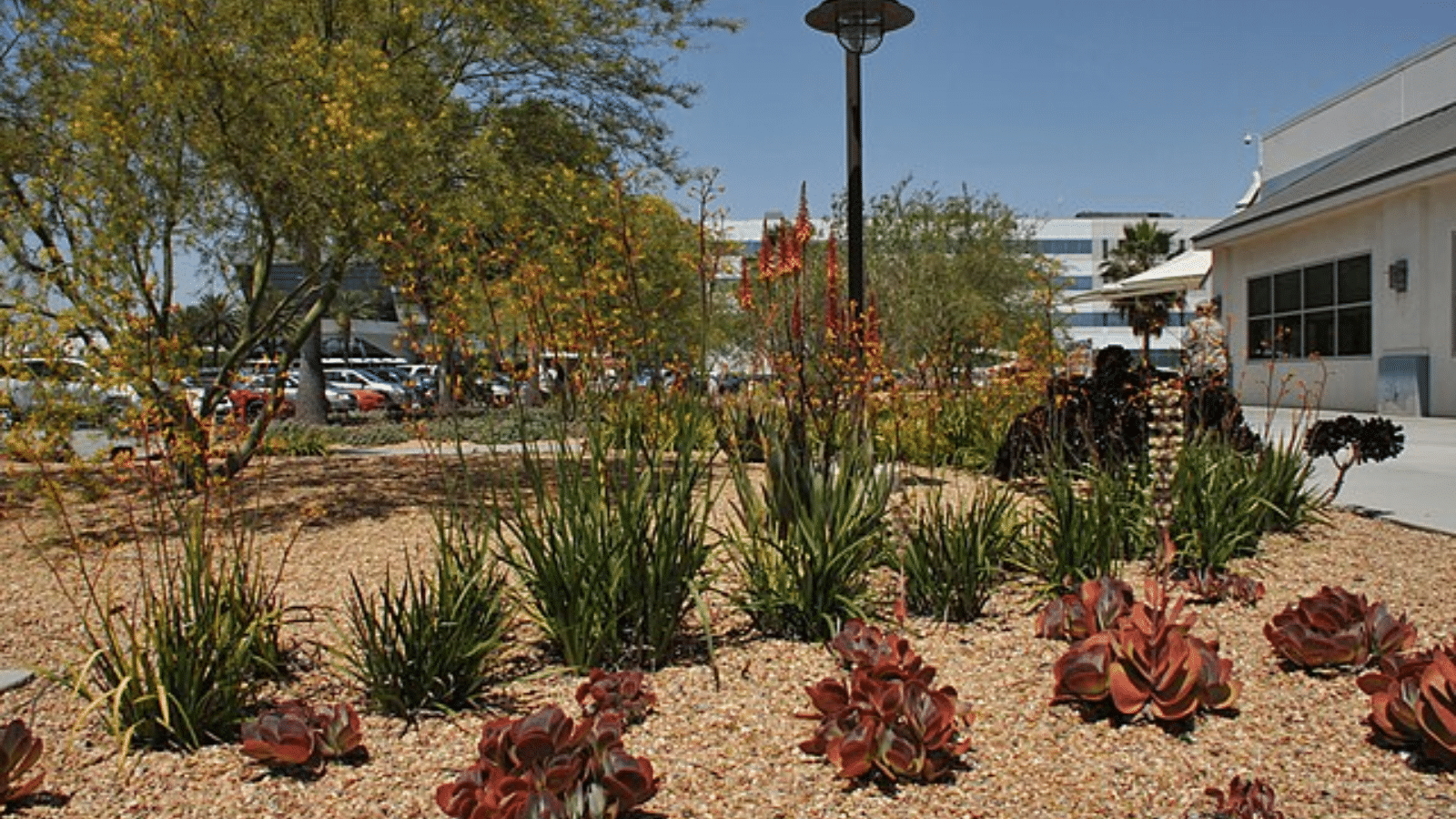 7 Xeriscaping Ideas for Your Home - Save Money While Saving the Planet