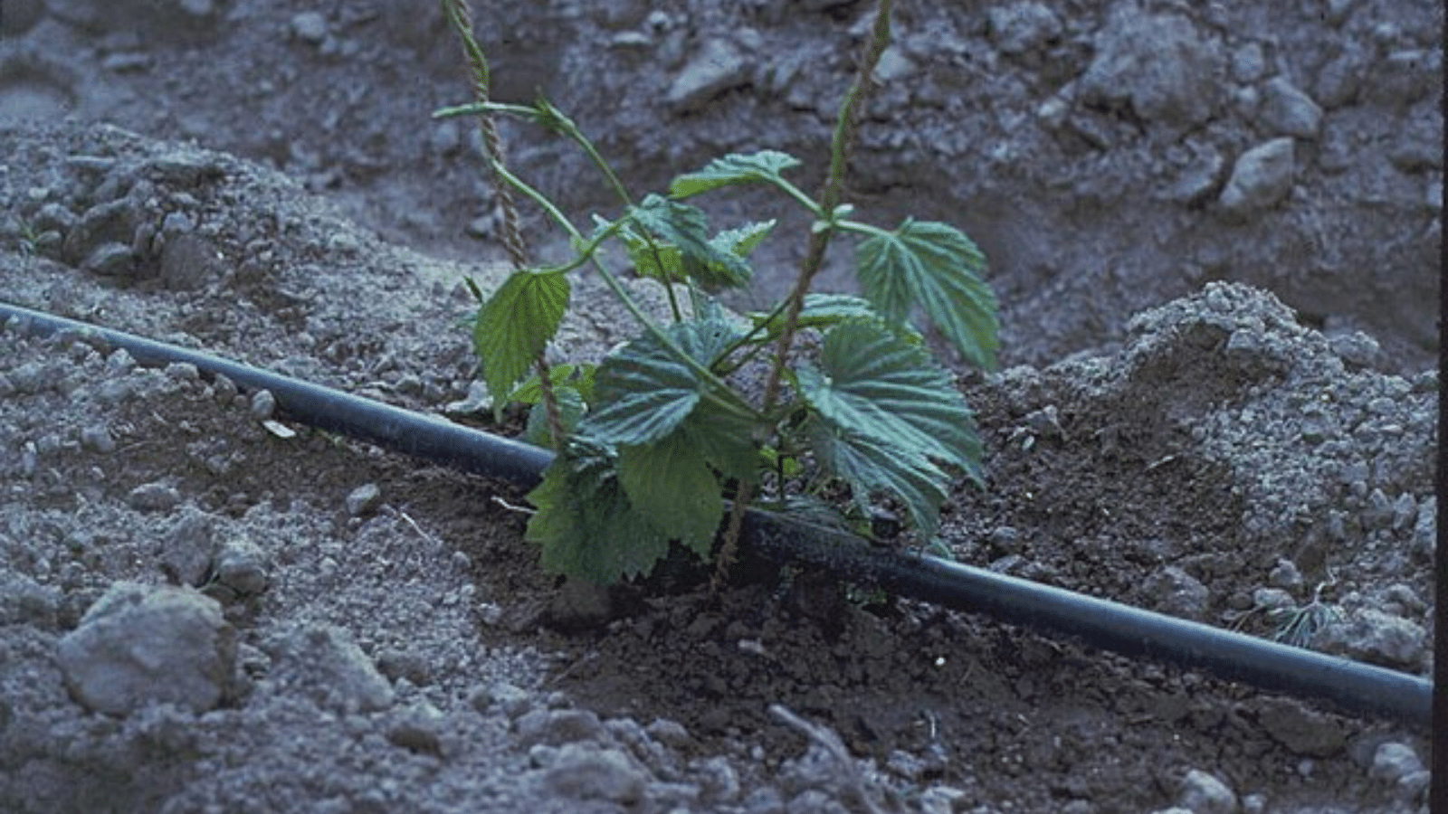 drip irrigation