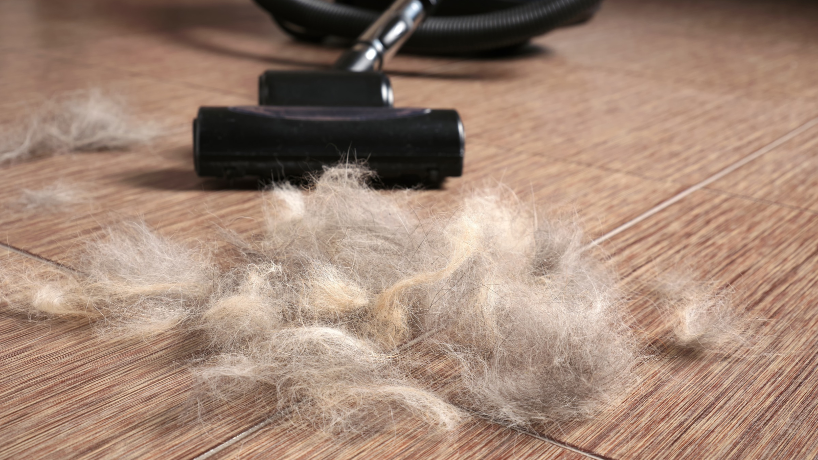 Pet Hair Vacuums